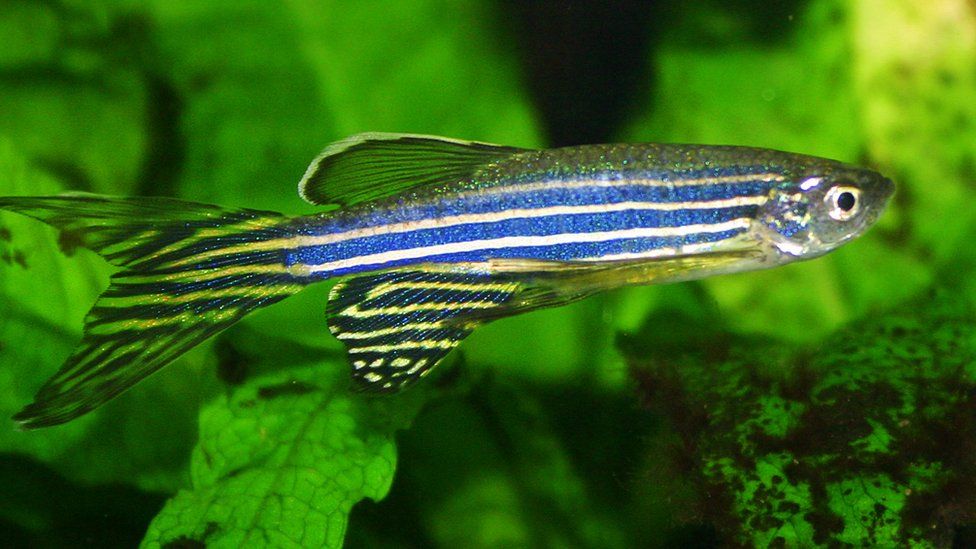 Zebrafish can count at four days old, study says - BBC Newsround