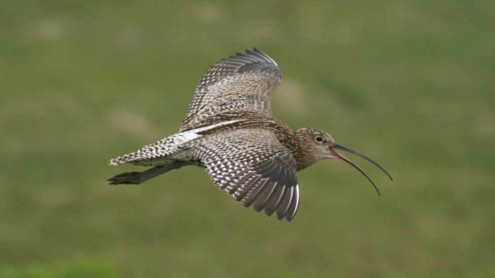 Curlew