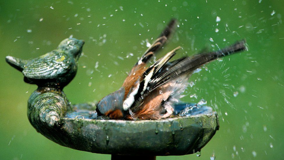 Birds bathing