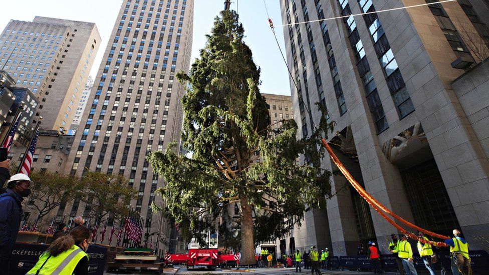 The Rockefeller Center Christmas Tree arrives at Rockefeller Plaza and is craned into place on 14 November, 2020 in New York City.