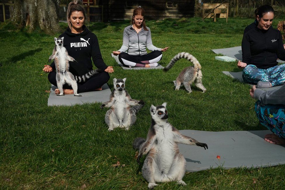 Lemurs sit alongside people in a yoga class at the Lake District Wildlife Park