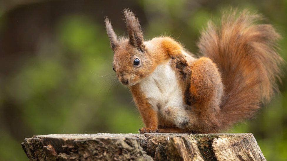 Red squirrel