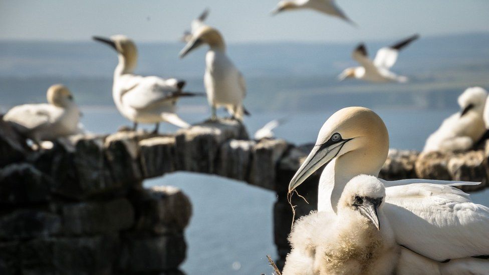 Bass Rock gannets