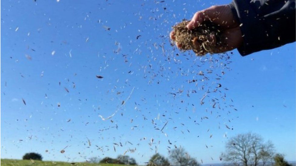 Someone spreading wildflower seeds on a field