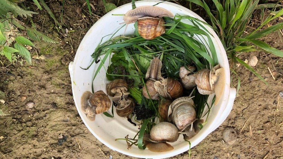 Bucket of snails