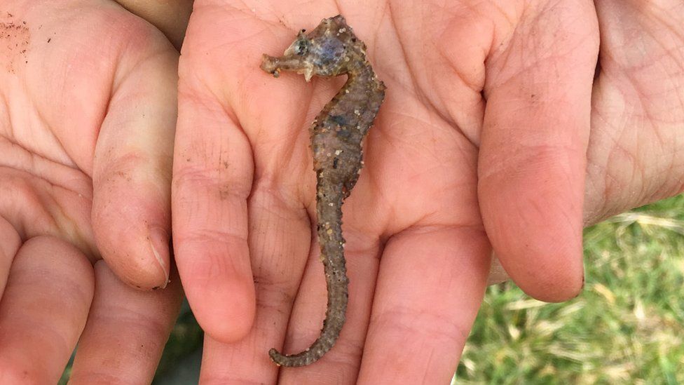 Short-snouted seahorse found at Wobarrow Bay