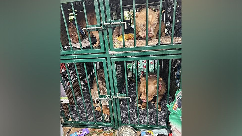 Four dogs found in a crate in a garage