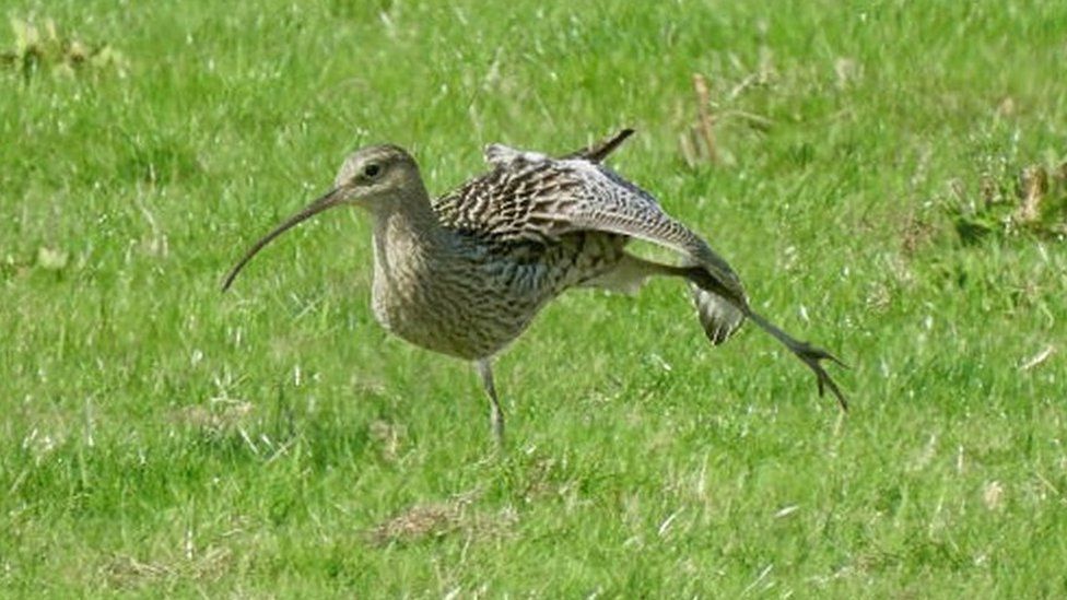 Curlew at Waterstock flood meadows