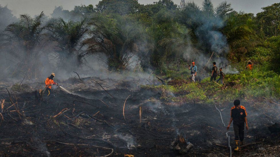 Indonesian firefighters battling a fire at a palm oil plantation in Pekanbaru, Riau