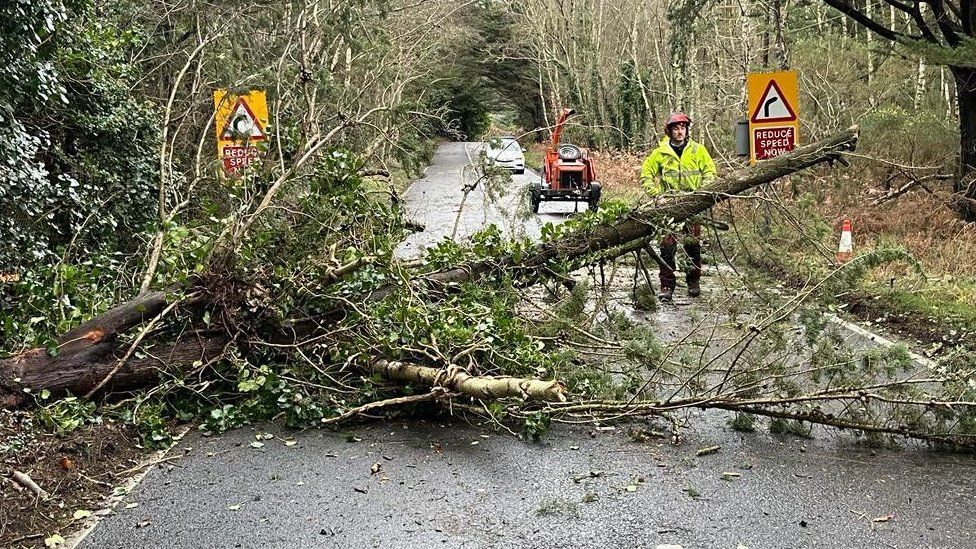 Tree surgeons cutting trees in a road