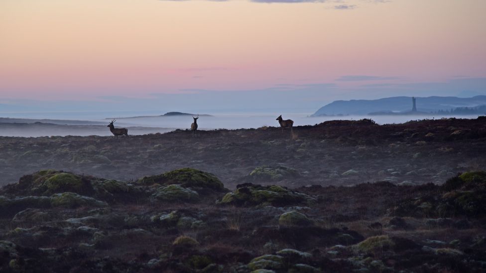 Stags