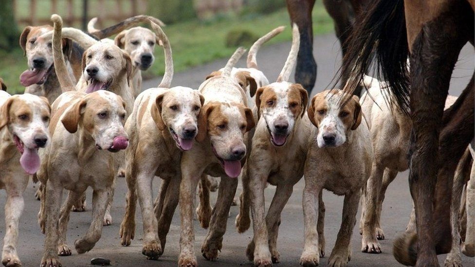 Hunt hounds and horses