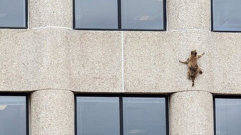 A raccoon is pictured scaling the side of a high-rise building - with splayed arms