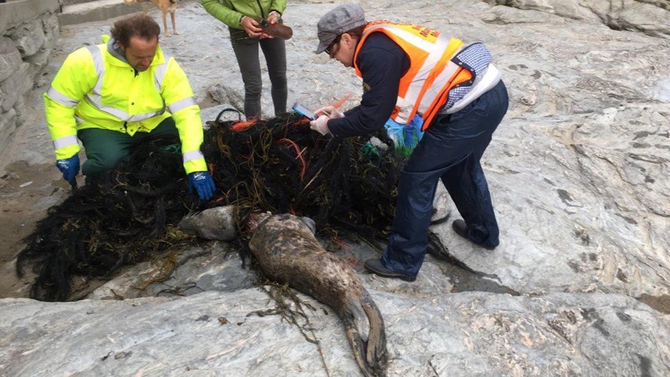 Entangled seal