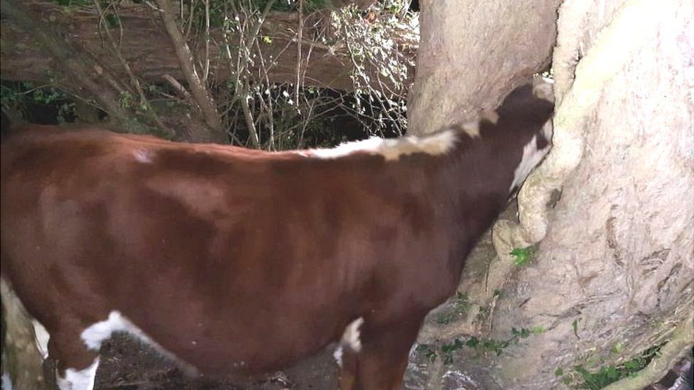 Cow freed by firefighters after getting head stuck in tree - BBC News