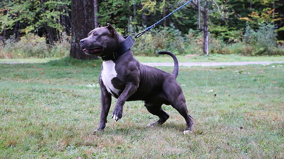 A Pitbull dog