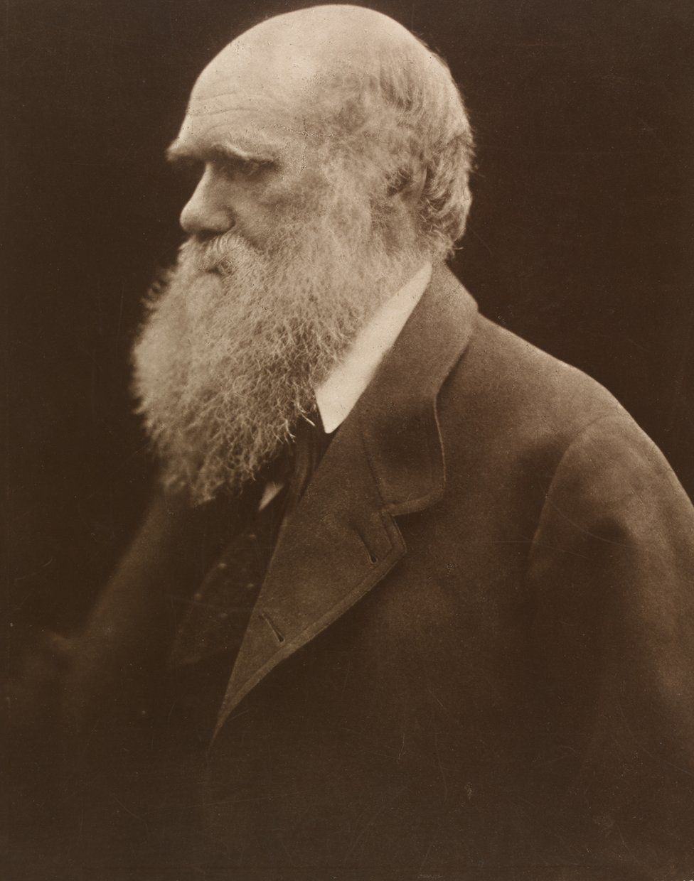 Charles Darwin, Julia Margaret Cameron, 1868, printed 1875