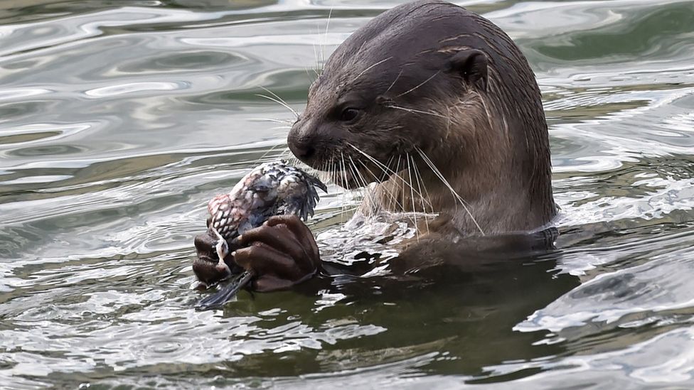 An otter eating prey in the water in Singapore