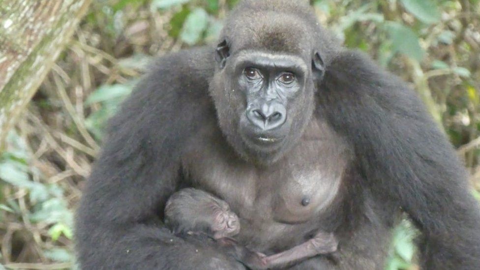 First wild baby gorilla born to captive-bred parents in Gabon - BBC News
