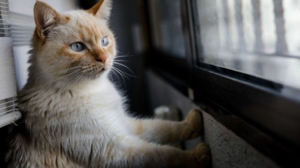 Generic image of a domestic cat sitting by a window