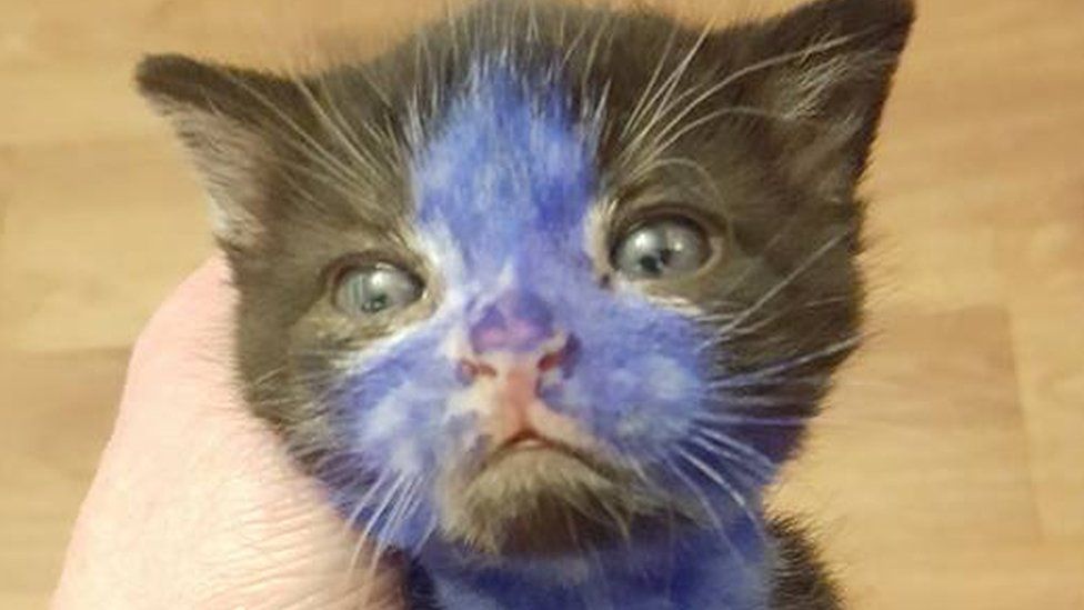 Kitten covered in marker