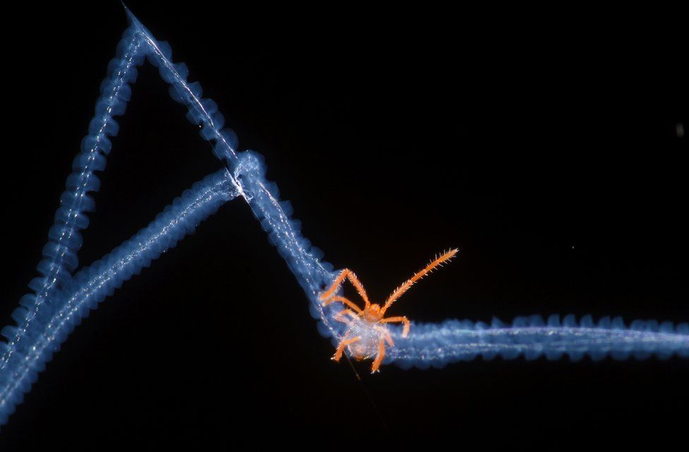 Acari trapped in spiderweb