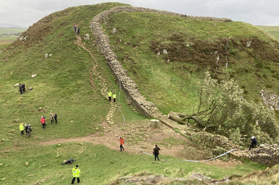 A wide shot of the toppled tree along Hadrian's Wall