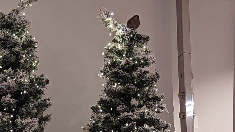 A finch sitting on top of a Christmas tree