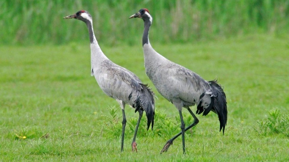 Cranes