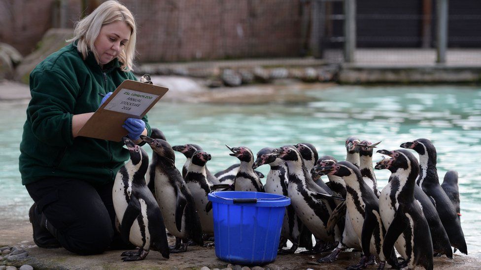 In pictures: London Zoo's animal census - BBC News