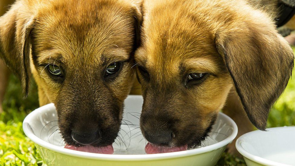 Pair of puppies drinking