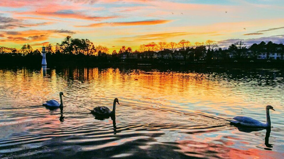 Swans on Roath Park lake