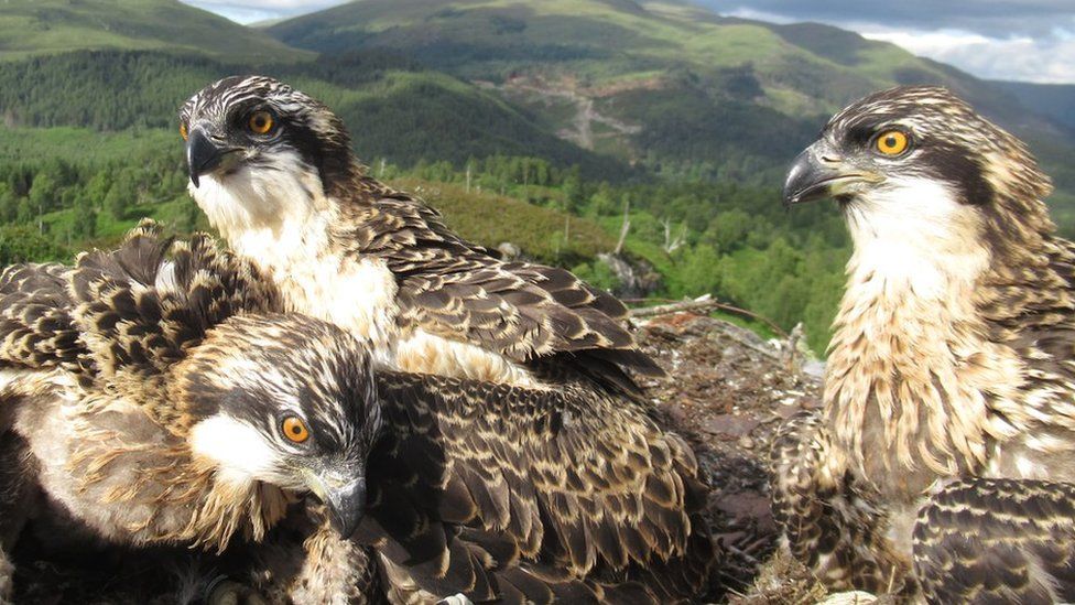 Osprey Chicks Named Dame Vera Capt Tom And Doddie Bbc News
