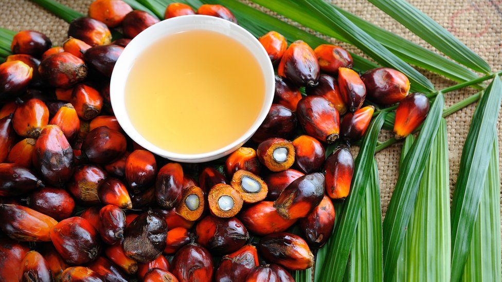 Palm oil: Could a lab-made alternative save our rainforests? - BBC Newsround