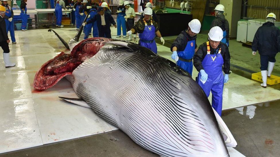 Workers pouring sake on a whale, which has been cut open