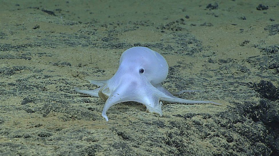 The 'Casper' octopod was spotted last year