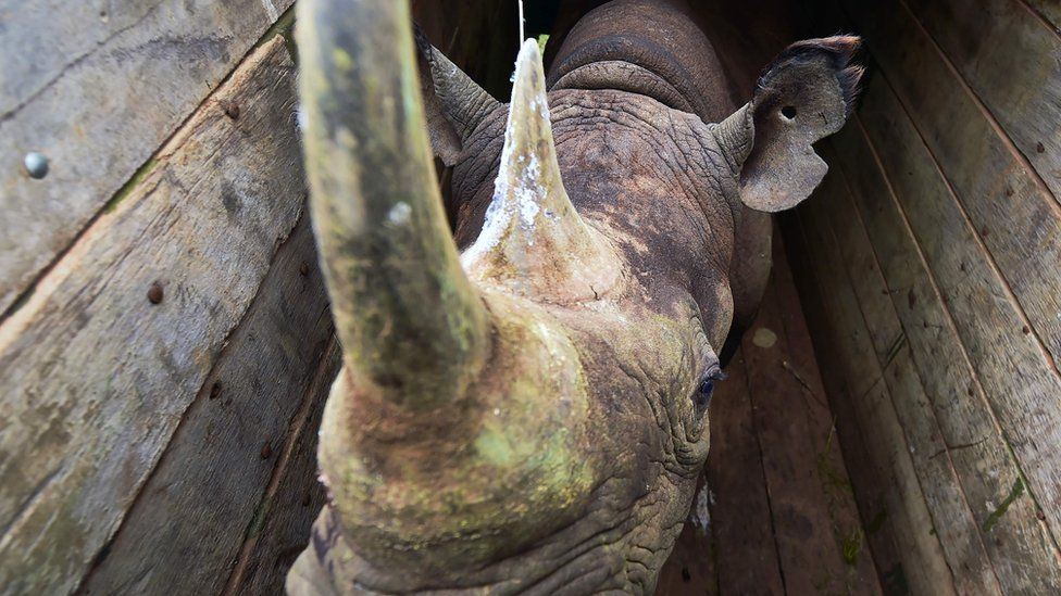 A male black rhinoceros in a crate about to be translocated, in Nairobi National Park on 26 June 2018