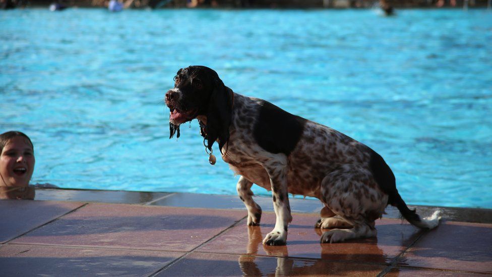 Dogs Join Their Owners For A Swim In Sandford Parks Lido Bbc News