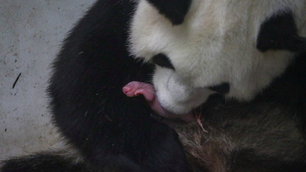 A mother panda holds her baby cub