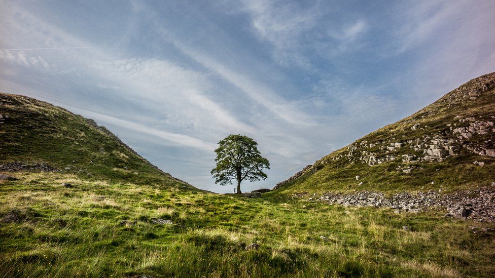 The Sycamore Gap tree was one of Britain's most photographed spots