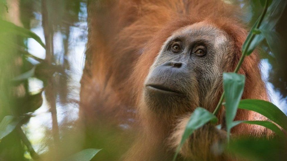 Newly discovered Tapanuli orangutan