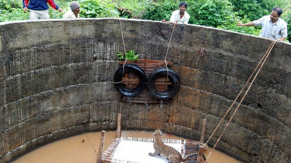 A leopard is perched on a bed in a well, looking up at men as they pull the bed up