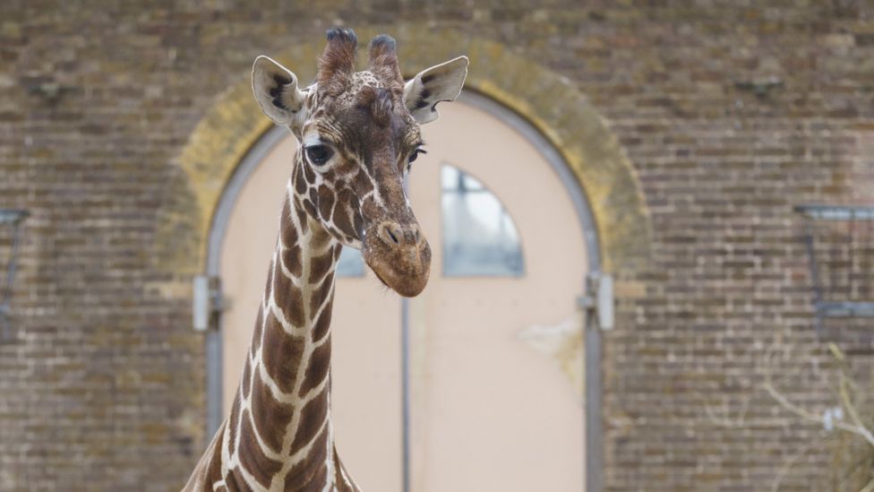 Meet the giraffe moving to London Zoo in a 'convertible'! BBC Newsround