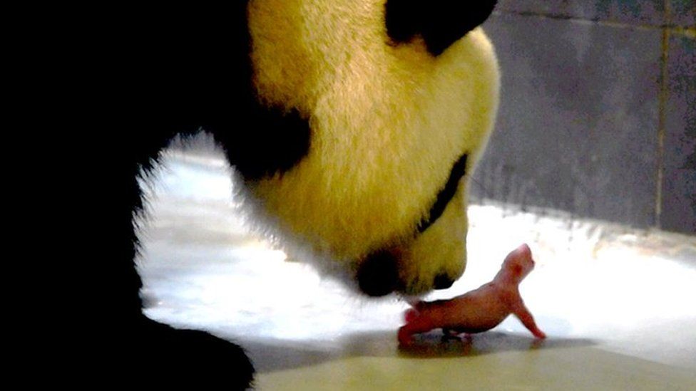 Photo taken on June 26, 2016 shows the giant panda Xinxin and her first newly-born cub in Macau.