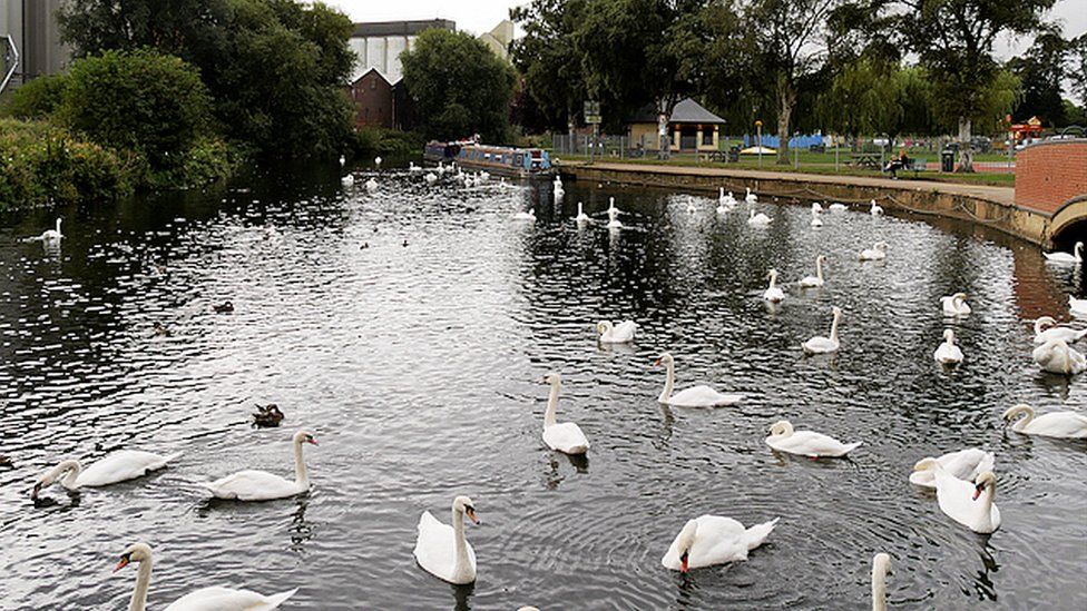 Swans on River Nene, Wellingborough