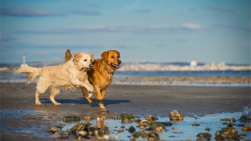 Dogs on a beach
