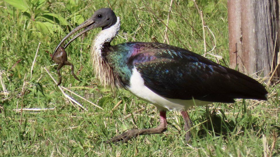 An ibis carrying a toad