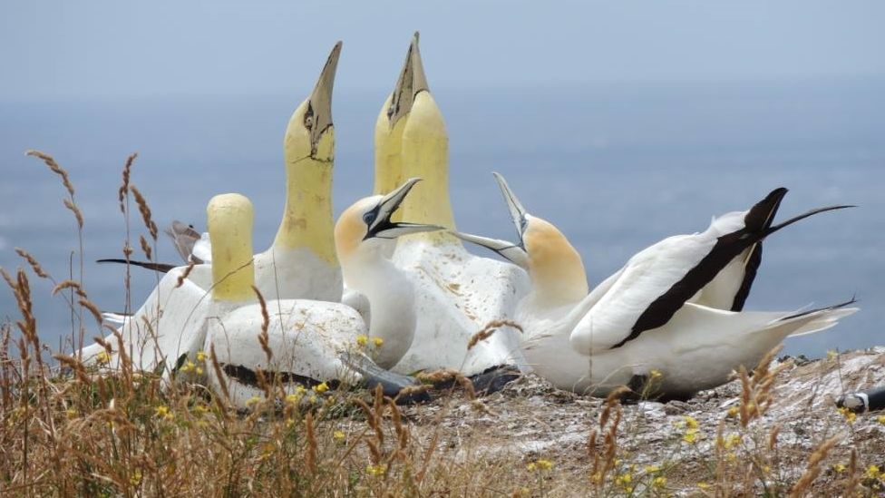 Nigel "no mates", a gannet who inhabited Mana Island in New Zealand, has died, 2 February 2018