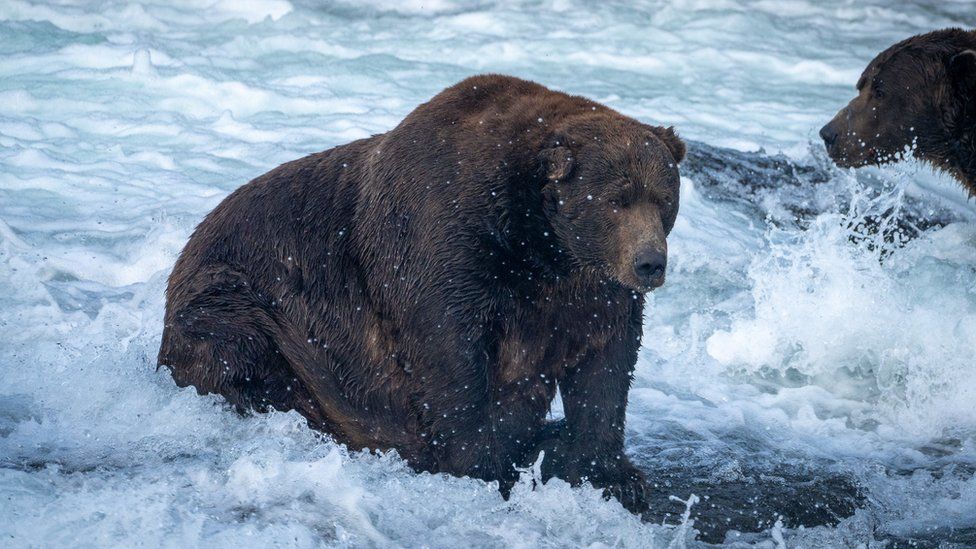 A large brown bear hunts sits in an Alaska river as he hunts for salmon