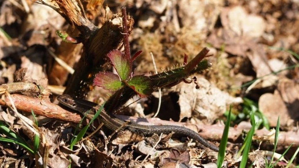 A common lizard